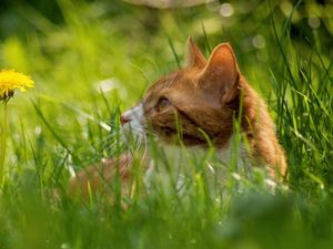 Preview wallpaper cat, grass, dandelion, hide