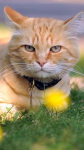 Preview wallpaper cat, grass, dog collar, lie