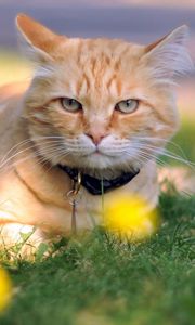 Preview wallpaper cat, grass, dog collar, lie