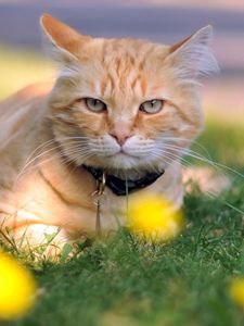 Preview wallpaper cat, grass, dog collar, lie