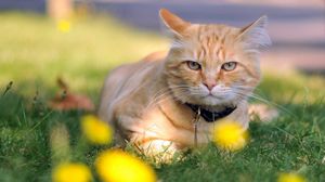 Preview wallpaper cat, grass, dog collar, lie