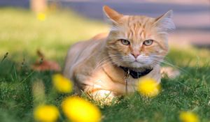 Preview wallpaper cat, grass, dog collar, lie