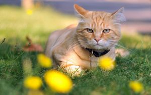 Preview wallpaper cat, grass, dog collar, lie