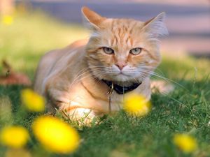 Preview wallpaper cat, grass, dog collar, lie