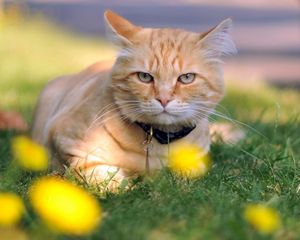 Preview wallpaper cat, grass, dog collar, lie