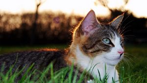 Preview wallpaper cat, grass, eyes, lying, spotted, striped