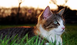 Preview wallpaper cat, grass, eyes, lying, spotted, striped