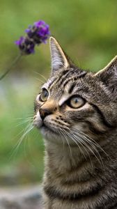 Preview wallpaper cat, grass, face, eyes