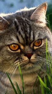 Preview wallpaper cat, grass, face, hide