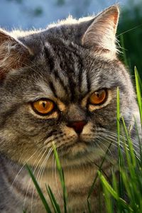 Preview wallpaper cat, grass, face, hide