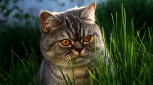 Preview wallpaper cat, grass, face, hide