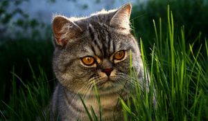 Preview wallpaper cat, grass, face, hide