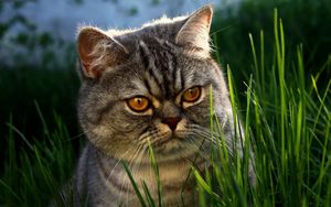 Preview wallpaper cat, grass, face, hide