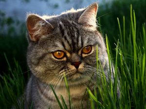 Preview wallpaper cat, grass, face, hide