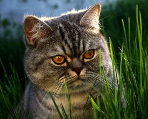 Preview wallpaper cat, grass, face, hide