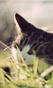 Preview wallpaper cat, grass, face, peep