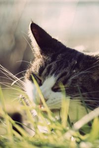 Preview wallpaper cat, grass, face, peep