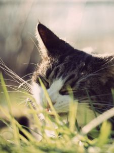 Preview wallpaper cat, grass, face, peep