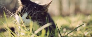 Preview wallpaper cat, grass, face, peep