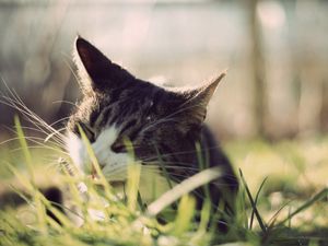 Preview wallpaper cat, grass, face, peep
