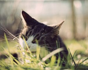 Preview wallpaper cat, grass, face, peep