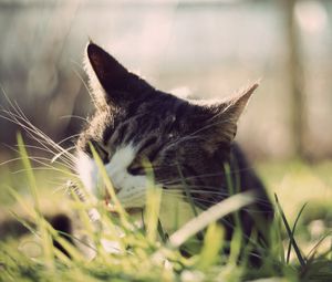 Preview wallpaper cat, grass, face, peep