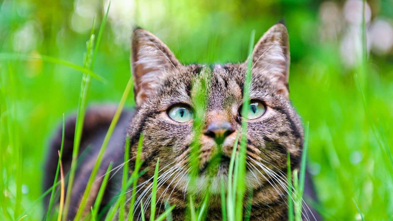 Wallpaper cat, grass, face, eyes