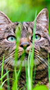 Preview wallpaper cat, grass, face, eyes