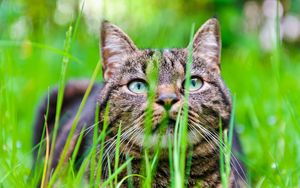 Preview wallpaper cat, grass, face, eyes