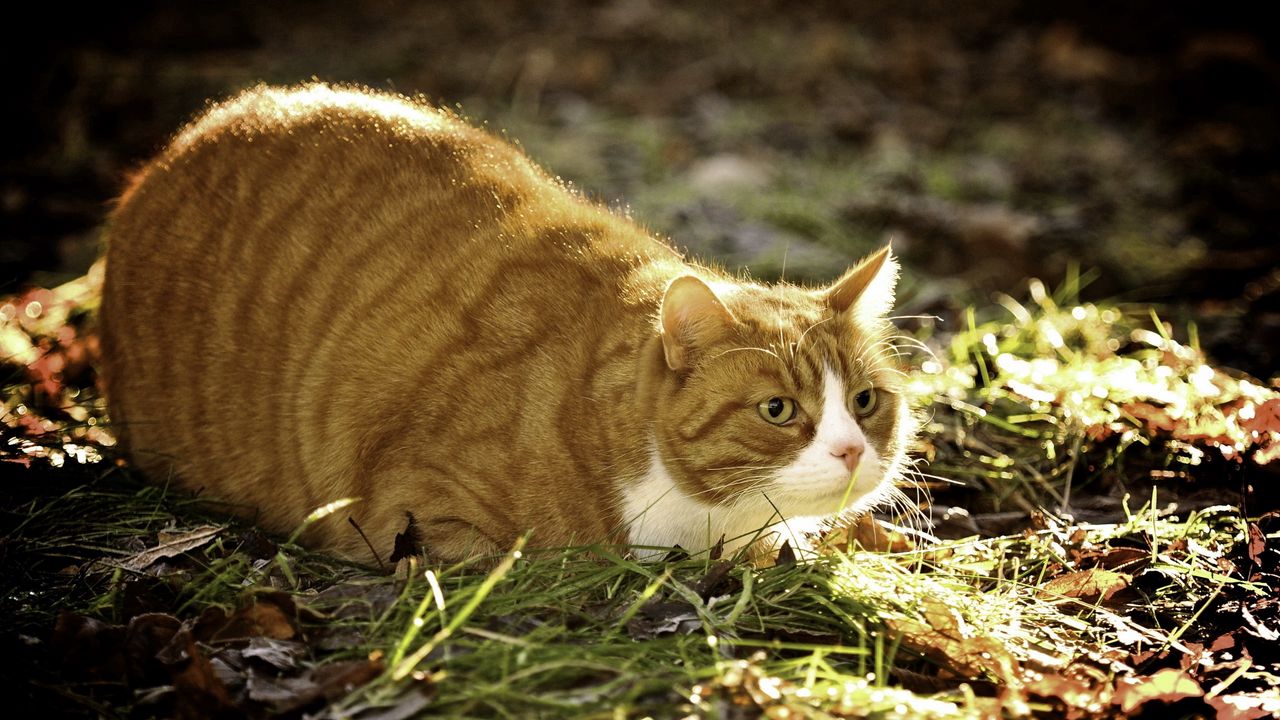Wallpaper cat, grass, fat, lying, hunting
