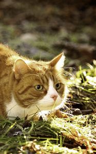 Preview wallpaper cat, grass, fat, lying, hunting