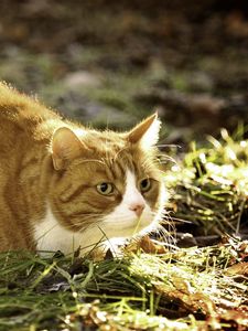 Preview wallpaper cat, grass, fat, lying, hunting
