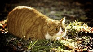 Preview wallpaper cat, grass, fat, lying, hunting