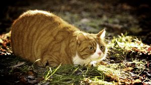 Preview wallpaper cat, grass, fat, lying, hunting