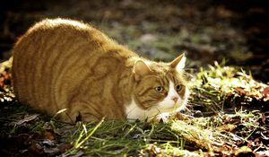 Preview wallpaper cat, grass, fat, lying, hunting