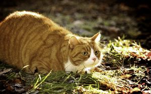 Preview wallpaper cat, grass, fat, lying, hunting