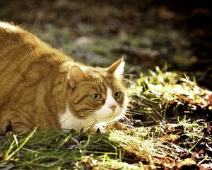 Preview wallpaper cat, grass, fat, lying, hunting