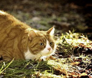 Preview wallpaper cat, grass, fat, lying, hunting