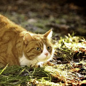 Preview wallpaper cat, grass, fat, lying, hunting