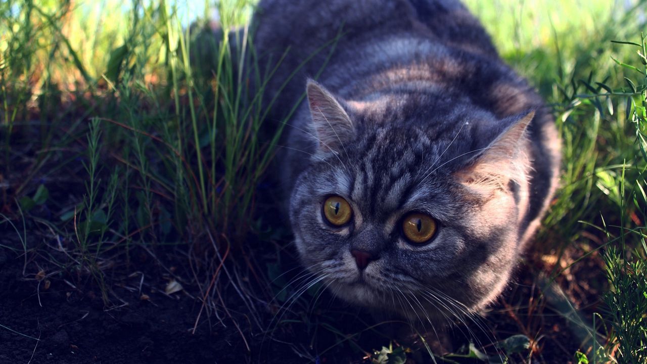 Wallpaper cat, grass, fear, expectation, shadow