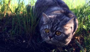 Preview wallpaper cat, grass, fear, expectation, shadow