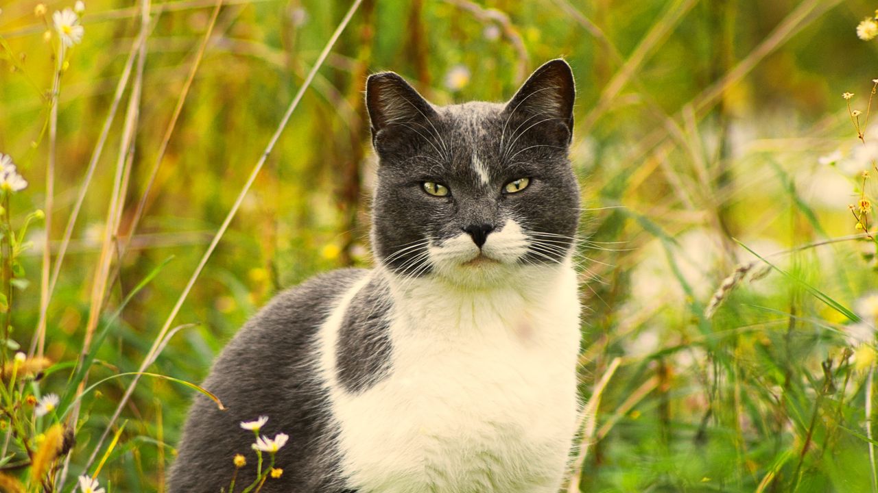 Wallpaper cat, grass, flowers, pet