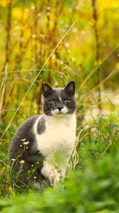 Preview wallpaper cat, grass, flowers, pet