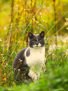Preview wallpaper cat, grass, flowers, pet
