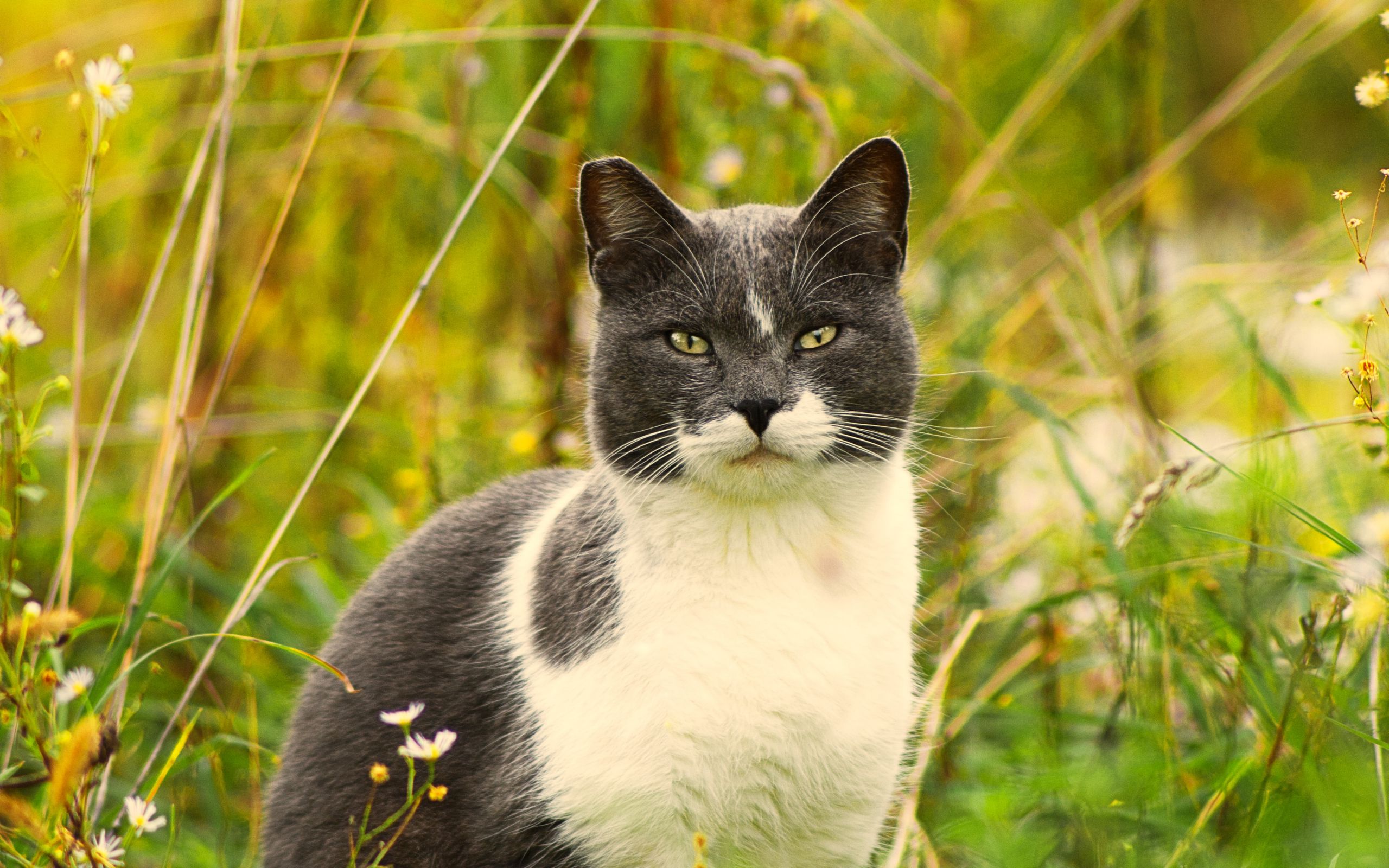Download wallpaper 2560x1600 cat, grass, flowers, pet widescreen 1610
