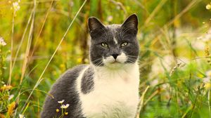 Preview wallpaper cat, grass, flowers, pet