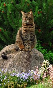 Preview wallpaper cat, grass, flowers, garden, rock, sitting, landscape