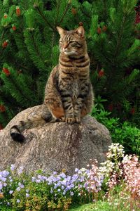 Preview wallpaper cat, grass, flowers, garden, rock, sitting, landscape