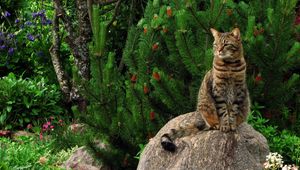 Preview wallpaper cat, grass, flowers, garden, rock, sitting, landscape