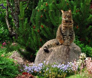 Preview wallpaper cat, grass, flowers, garden, rock, sitting, landscape